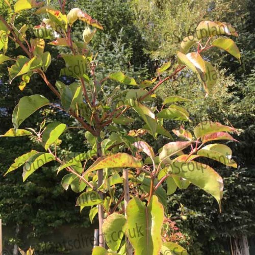 Pyrus calleryana Chanticleer Bareroot Tree 150-165cm | ScotPlants Direct